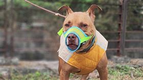 竹縣比特犬咬死人遭收容  交私人狗園代養新竹縣比特犬「尖石」2021年因咬傷飼主友人致死而遭收容，新竹縣動物保護防疫所18日表示，經專業訓犬師協助改善，尖石已能適應戴口罩出籠散步，目前由屏東縣一家符合代養資格的私人狗園代養中，狀況良好。（新竹縣動物保護防疫所提供）中央社記者魯鋼駿傳真  114年3月18日