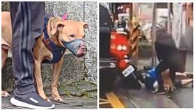 台北,比特犬,攻擊,騎士,鍾沛君,領養,嘉義