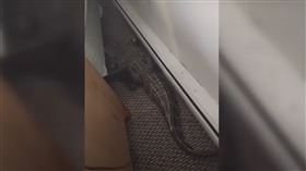 旅館房間床下出現鱷魚。（圖／翻攝畫面）