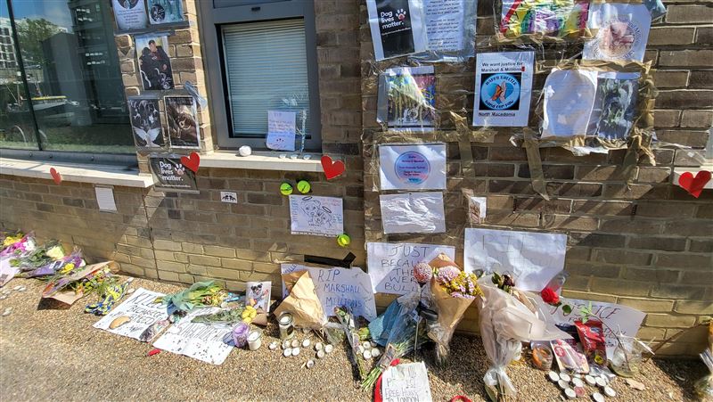 英國禁養比特犬！抓到開罰金額「無上限」