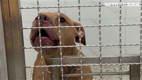 ▲比特犬Lucky在收容所度過一夜後，情緒依然十分激動。（圖／翻攝畫面）