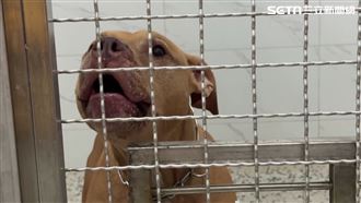 獨／比特犬沒入已3週　專業訓犬師想領養