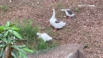 飼主氣到植晶片！鄰居撬門偷鵝　下場出爐