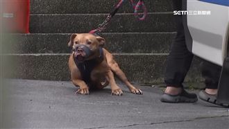 飼主顧不好Lucky！里長：多位居民曾遭咬