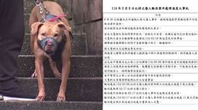 比特犬,進展大事紀(組合圖)