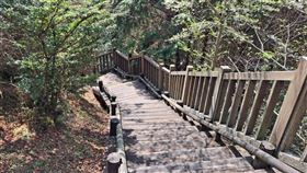 觀霧遊憩區雲霧步道  4月起封閉整修雪霸國家公園觀霧遊憩區內的雲霧步道建置多年，因老舊損壞，雪管處規劃4月1日起至9月底全線封閉辦理第3期整修工程。（雪霸國家公園管理處提供）中央社記者管瑞平傳真  114年3月19日