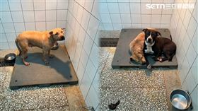 全台列冊管理比特犬共3974隻，高雄市就佔了502隻為全台居冠。（圖／翻攝畫面）