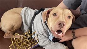 比特犬索爾移居台北展開新生活（1）屏東縣春日鄉比特犬「索爾」2021年咬死3歲男童，遭原飼主棄養送進收容所，一度面臨安樂死命運，3年前被認養移居台北展開新生活，且與新飼主磨合順利，已是很棒的家庭夥伴。（丁姓認養人提供）中央社記者李卉婷傳真  114年3月19日