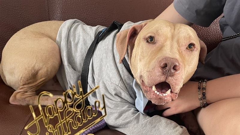 比特犬索爾移居台北　認養人：天性不壞