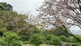 櫻花。今天的溫暖氣候，讓不少民眾外出走走賞花，而今天也是24節氣中的「春分」。（圖／記者簡浩正攝影）