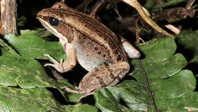 台灣新獨立物種「魚池琴蛙」台灣新獨立物種「魚池琴蛙」目前分布總面積僅剩0.015平方公里，成體族群數量初估約300至700隻。（林春富提供）中央社記者許秩維傳真  114年3月20日