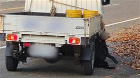 黑狗吊白眼懨懨一息，令人看了不捨。（圖／翻攝自邵柏森-虎哥救援大小事臉書）