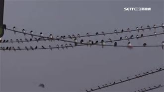 電線「燈泡」還會動？上千燕子突聚集移動