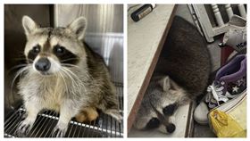 新北市中和區一名曾姓民眾日前欲外出，打開家門外的鞋櫃赫然發現一隻浣熊，動保處獲報趕往處理，從浣熊身上找寵物晶片，原來是隔壁棟公寓許姓住戶所飼養浣熊趁機逃家。（圖／翻攝畫面）