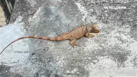 恆春半島綠鬣蜥現蹤!居民憂