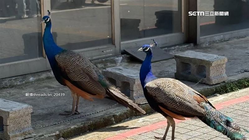 文大動物園？　校園驚見「孔雀逛大街」