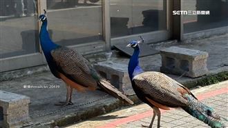 文大動物園？　校園驚見「孔雀逛大街」