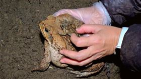 海蟾蜍(台東縣政府提供)