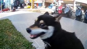 警巡邏遇逃家黑柴　化身安撫員一路追回柴犬