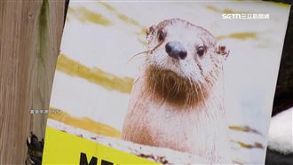 2明星水獺趁暴雪離家出走　美動物園急搜
