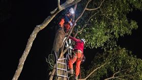 苗栗,銅鑼,命案,鋸樹,樹上,陳屍,離奇（圖／苗栗縣消防局提供）