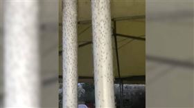 百萬蠓蟲入侵義國濱海小鎮！居民崩潰了