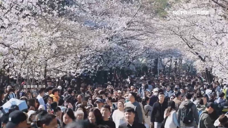 櫻花大道人潮塞爆　門票坐地起價漲50%