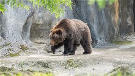 台北市立動物園棕熊「小喬」。（圖／翻攝自Taipei Zoo 臺北市立動物園臉書）