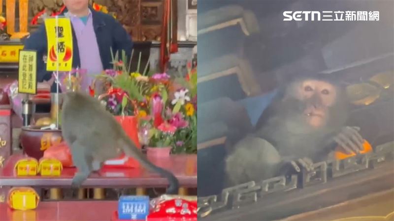 獼猴闖受天宮偷供果　攀橫樑「無限享用」