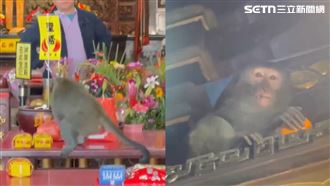 獼猴闖受天宮偷供果　攀橫樑「無限享用」