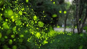 日月潭推動生態旅遊成果豐碩，每年4-5月間可看到螢火蟲蹤跡，吸引許多旅客專程前往賞螢。（圖／品牌業者提供）