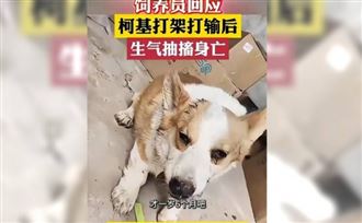 柯基打架輸了氣死？飼養員哭：牠脾氣最大