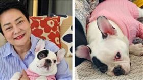 ▲泰國一名50歲女子花費新台幣530萬元，透過基因複製技術，複製她的過世愛犬。（圖／翻攝自 KhaoSod）