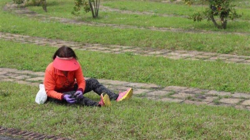 公園見婦拔草！內行人：1斤可賣到4000元