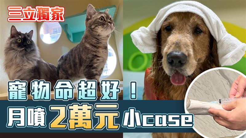 獨／小嬰兒正被貓狗取代！月花7萬不心疼