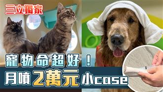 獨／小嬰兒正被貓狗取代！月花7萬不心疼