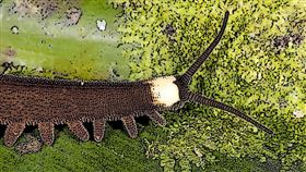 ▲ 研究發現天鷹蠕蟲黏液能在液態與纖維間轉換，為開發可回收生物塑膠與永續材料提供新靈感。（圖／永續新聞網官網） 