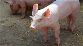 ▲豬。（圖／翻攝自Pixabay） 