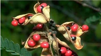 以為是紅豆　男誤食20幾顆相思子險喪命