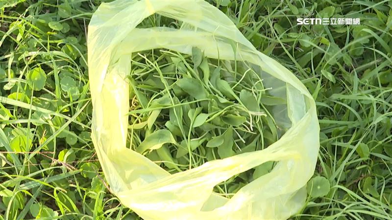 草地尋寶記！民瘋採草王1斤最貴值4000元