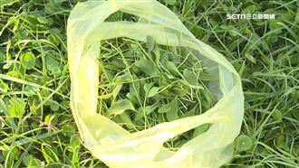 草地尋寶記！民瘋採草王1斤最貴值4000元