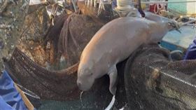 宜蘭陳姓漁民捕獲一頭「印度太平洋儒艮」，於拍攝後野放大海。（圖／漁民提供）