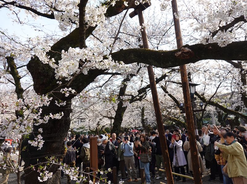 日本櫻花前線預測，東京染井吉野櫻有望3/21開花，圖為靖國神社的標本櫻花樹