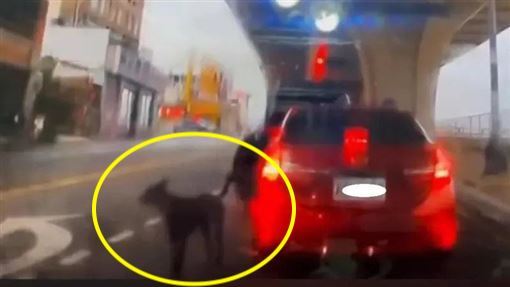 台中歐告回家了！飼主辯「1原因」趕下車