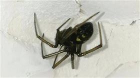 英國一名43歲男子布萊恩（Brian Smith）遭到假寡婦蜘蛛（False widow spider）咬傷，導致他四肢嚴重腫脹。（示意圖／X／@CarlBovisNature）