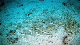 魚群躺平。（圖／翻攝Thon Thamrongnawasawat臉書）