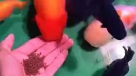 楊先生會在魚進球後，獎勵牠們魚飼料（圖／翻攝自秒拍）