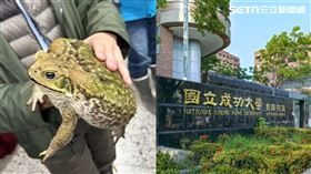 罵台大生綠蟾蜍的男子遭肉搜出是成大護理系邊姓副教授。（圖／翻攝畫面）