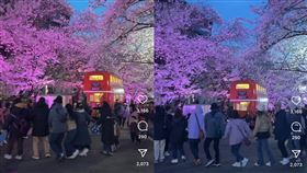 南韓,網紅,大邱,賞夜櫻,台灣遊客,Team Taiwan,PTT,邪教（圖／翻攝 IG／c____chae）