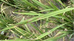 ▲舊時農業社會，諺語多與農事相關。（示意圖／三立新聞網）